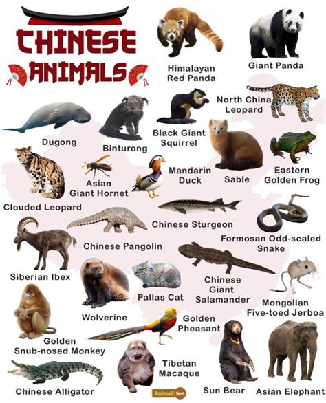 what kind of animals are eaten in china